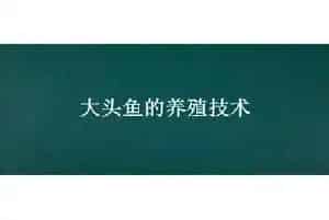 大头鱼的养殖技术