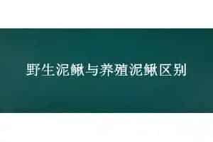 野生泥鳅与养殖泥鳅区别