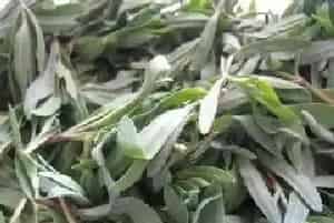 山菜是什么菜?山菜的功效与作用
