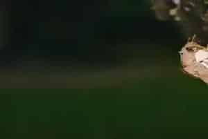 金蝉的养殖步骤