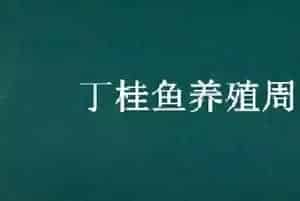 丁桂鱼养殖周期