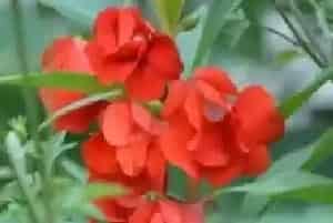 凤仙花的养殖方法和注意事项有哪些