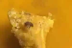 蜂蜡唇膏对人体有害吗