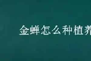 金蝉怎么种植养殖