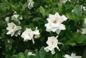栀子花的养殖方法 养殖栀子花要注意什么