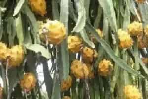 黄龙果种植条件,适合在哪些地区种植?