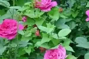 月季花的养殖方法和注意事项有哪些