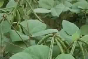 红小豆亩产量一般多少斤,正常,种植亩产及利润?