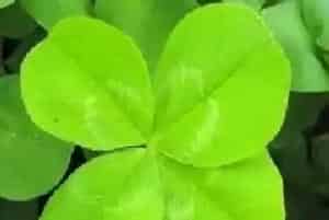 苜蓿草南方可以种吗?