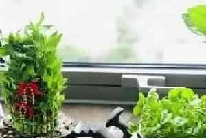 房后适合种什么树?