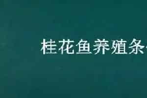 桂花鱼养殖条件