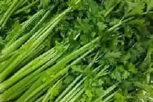 夏季适合种植什么蔬菜,夏天种什么蔬菜最好?