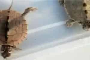 地图龟能和什么混养
