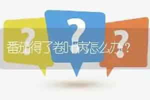 番茄得了卷叶病怎么办?