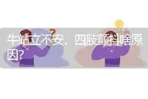 牛站立不安、四肢颤抖啥原因?