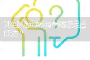 如何判断绿枝葡萄嫁接是否成活?