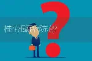 桂花根腐病防治?
