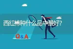 西红柿种什么品中最好?