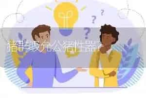 猪群吸允公猪性器?