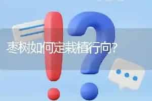 枣树如何定栽植行向?