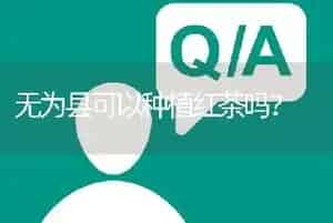 无为县可以种植红茶吗?
