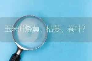 玉米叶烧黄、枯萎、卷叶?