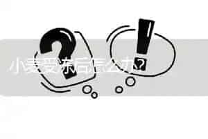 小麦受冻后怎么办?