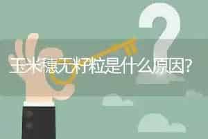 玉米穗无籽粒是什么原因?