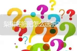 梨树冬施肥怎么选肥?