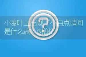 小麦叶上出现了小白点请问是什么病?谢谢?