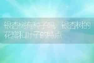 银杏树有种子吗