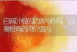 白背叶根的功效与作用