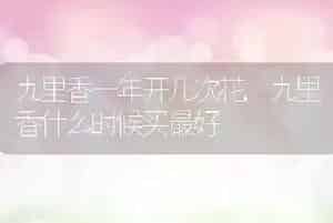 九里香一年开几次花