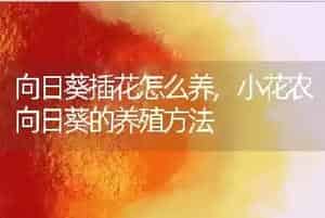 向日葵插花怎么养