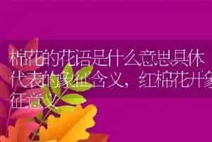 棉花的花语是什么意思具体代表的象征含义