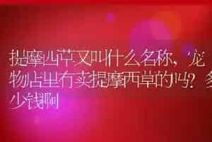 提摩西草又叫什么名称