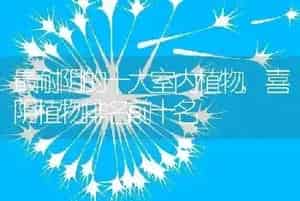 最耐阴的十大室内植物