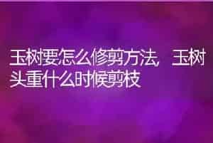玉树要怎么修剪方法