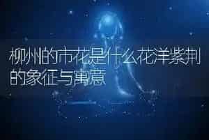 柳州的市花是什么花洋紫荆的象征与寓意
