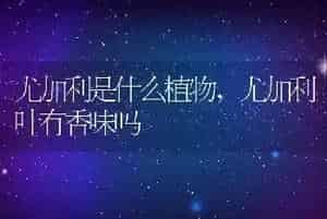 尤加利是什么植物