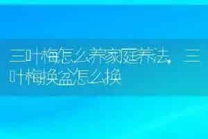 三叶梅怎么养家庭养法