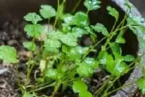 早春2月份能种植香菜吗