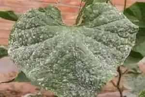 黄瓜白粉病用什么农药