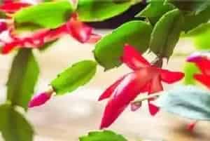 种植蟹爪兰注意事项