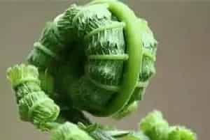 用什么农药打菜虫