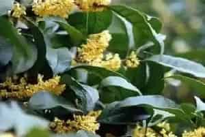桂花树怎么施肥