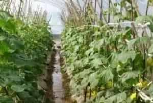 黄瓜种植株行距多少