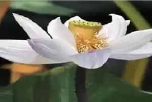 怎么给碗莲施肥