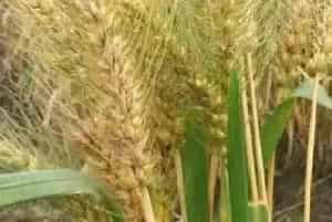 今年小麦什么时候收割
