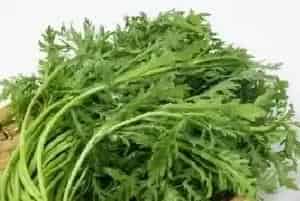 小叶茼蒿种植时间和方法